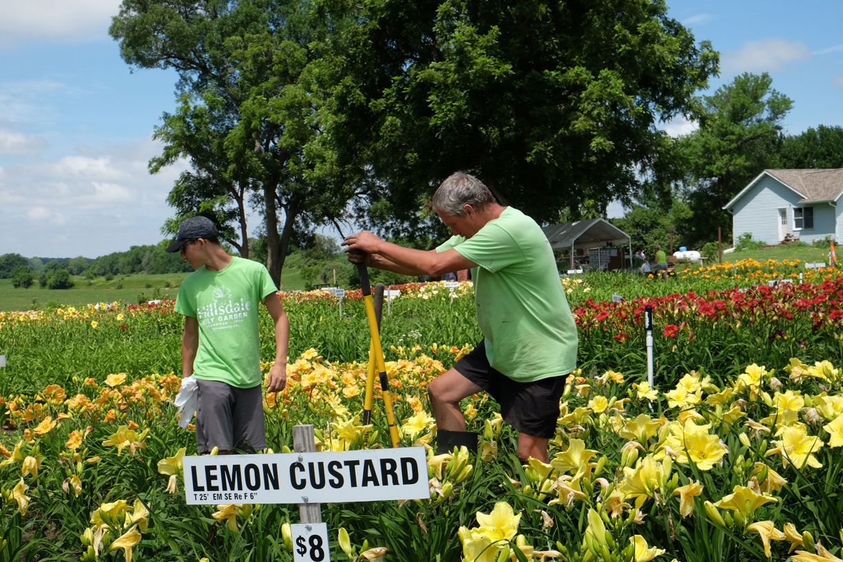Hillsdale Lily Garden